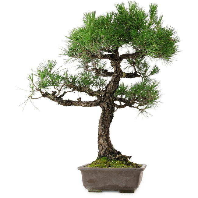 Pinus thunbergii, 70 cm, ± 35 años, con un nebari de 14 cm.