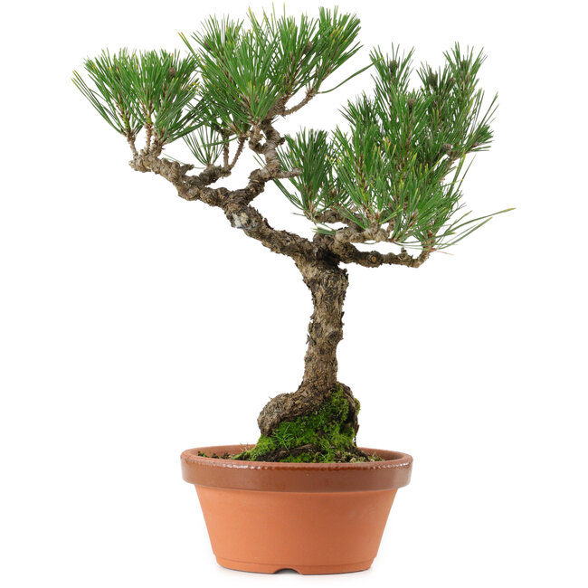 Pinus thunbergii, 36 cm, ± 25 years old, with a nebari of 10 cm