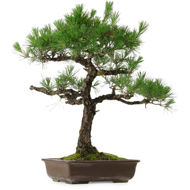 Pinus thunbergii, 70 cm, ± 35 años, con un nebari de 14 cm.