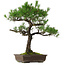 Pinus thunbergii, 70 cm, ± 35 jaar oud, met een nebari van 14 cm.