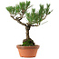 Pinus thunbergii, 36 cm, ± 25 jaar oud, met een nebari van 10 cm.