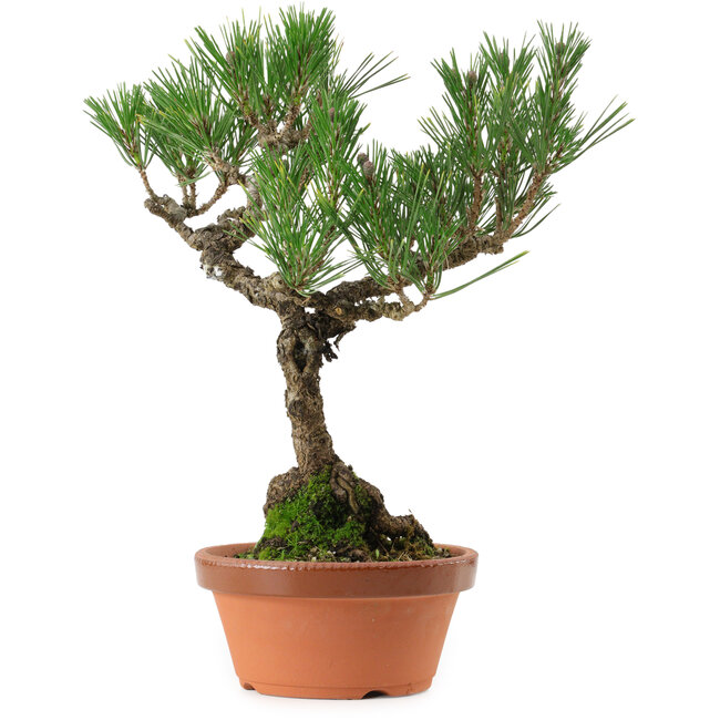 Pinus thunbergii, 36 cm, ± 25 anni, con nebari di 10 cm