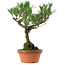 Pinus thunbergii, 36 cm, ± 25 anni, con nebari di 10 cm