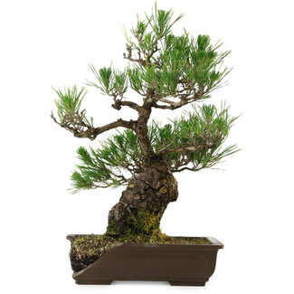 Pinus thunbergii, 48 cm, ± 30 Jahre alt