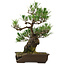Pinus thunbergii, 48 cm, ± 30 jaar oud, met een nebari van 12 cm, in een gebroken pot.