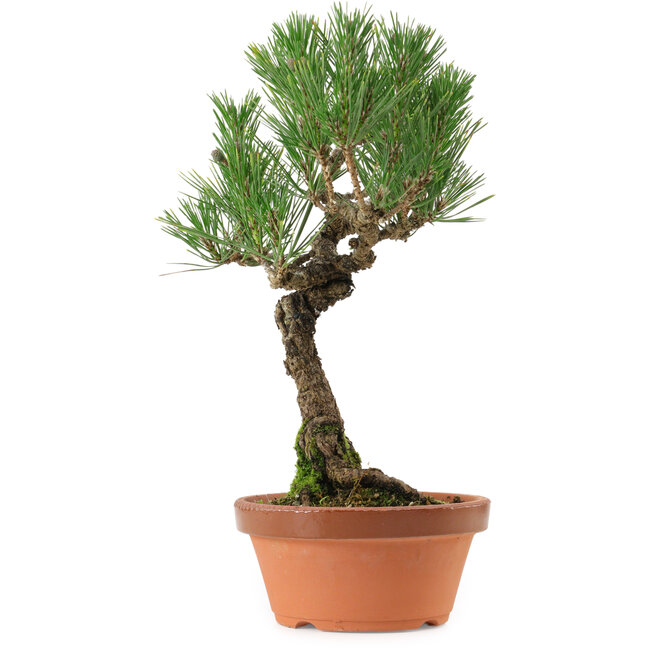Pinus thunbergii, 36 cm, ± 25 years old, with a nebari of 10 cm