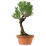 Pinus thunbergii, 36 cm, ± 25 ans, avec un nebari de 10 cm
