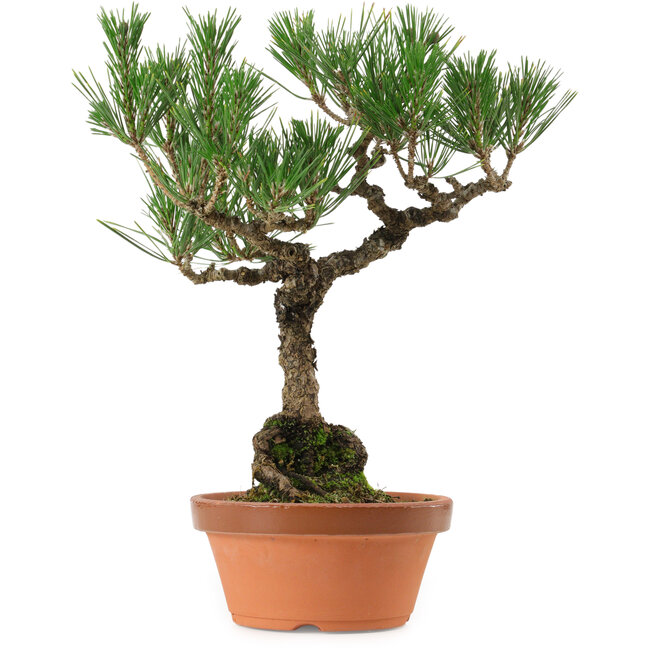 Pinus thunbergii, 36 cm, ± 25 años, con un nebari de 10 cm.