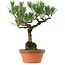 Pinus thunbergii, 36 cm, ± 25 años, con un nebari de 10 cm.