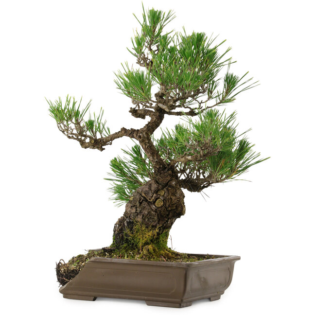 Pinus thunbergii, 48 cm, ± 30 anni, con nebari di 12 cm, in un vaso rotto