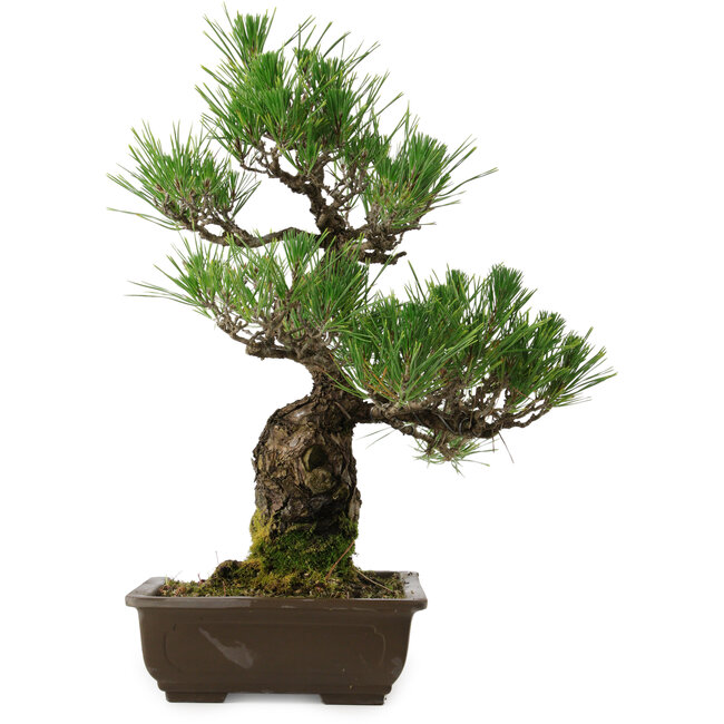 Pinus thunbergii, 48 cm, ± 30 jaar oud, met een nebari van 12 cm, in een gebroken pot.