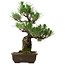 Pinus thunbergii, 48 cm, ± 30 anni, con nebari di 12 cm, in un vaso rotto