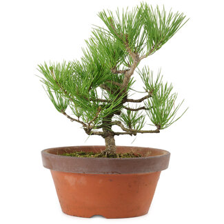 Pinus thunbergii, 31 cm, ± 15 years old