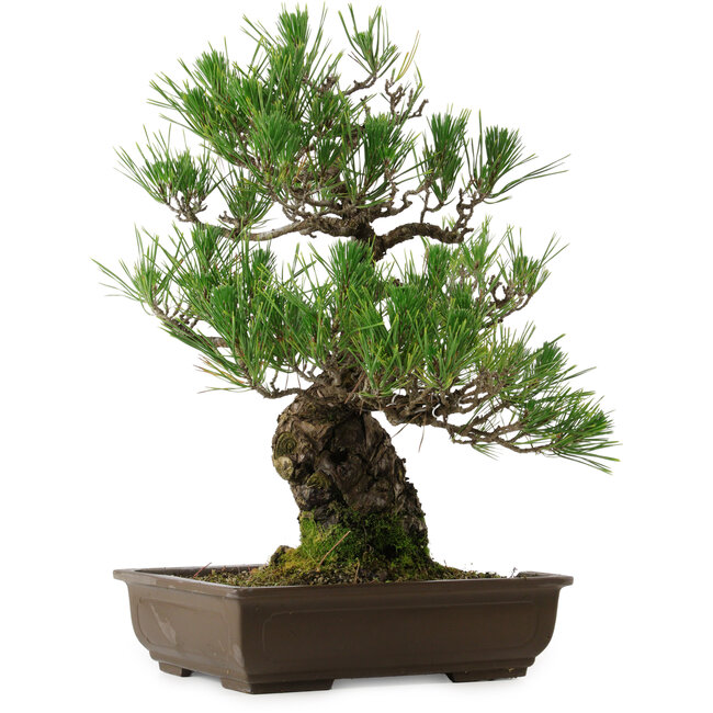 Pinus thunbergii, 48 cm, ± 30 años, con un nebari de 12 cm, en una maceta rota.