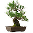 Pinus thunbergii, 48 cm, ± 30 años, con un nebari de 12 cm, en una maceta rota.