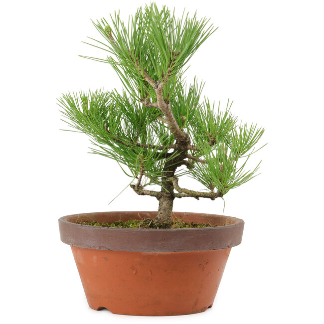 Pinus thunbergii, 31 cm, ± 15 años de edad
