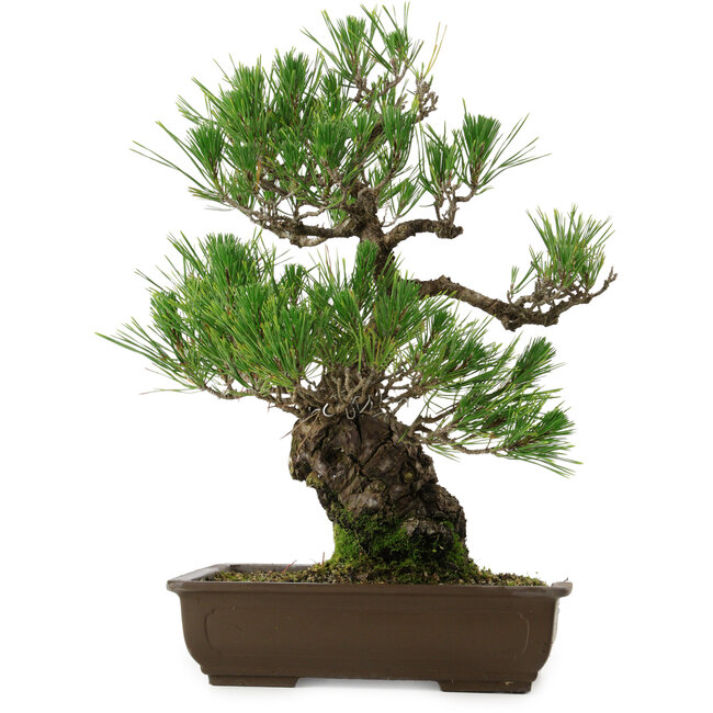 Pinus thunbergii, 48 cm, ± 30 years old, with a nebari of 12 cm, in a broken pot