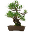 Pinus thunbergii, 48 cm, ca. 30 Jahre alt, mit einem Stammfuß von 12 cm, in einem zerbrochenen Topf
