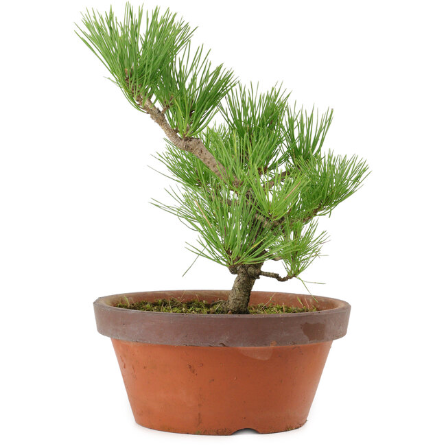 Pinus thunbergii, 31 cm, ± 15 years old