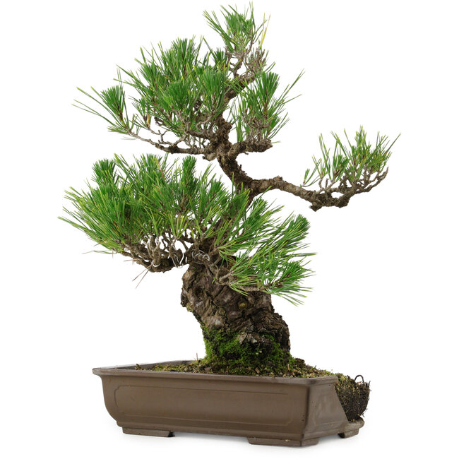 Pinus thunbergii, 48 cm, ± 30 anni, con nebari di 12 cm, in un vaso rotto
