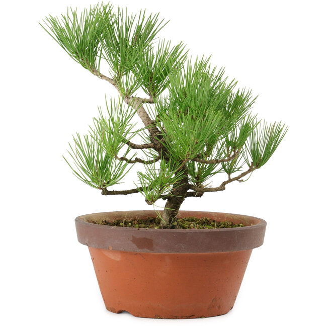 Pinus thunbergii, 31 cm, ± 15 anni