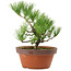 Pinus thunbergii, 31 cm, ± 15 años de edad