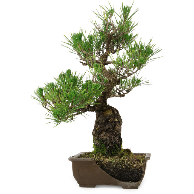 Pinus thunbergii, 48 cm, ± 30 jaar oud, met een nebari van 12 cm, in een gebroken pot.