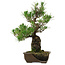 Pinus thunbergii, 48 cm, ± 30 anni, con nebari di 12 cm, in un vaso rotto