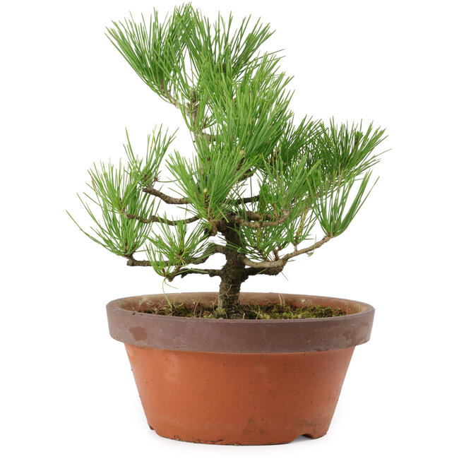 Pinus thunbergii, 31 cm, ± 15 anni