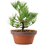 Pinus thunbergii, 31 cm, ± 15 anni