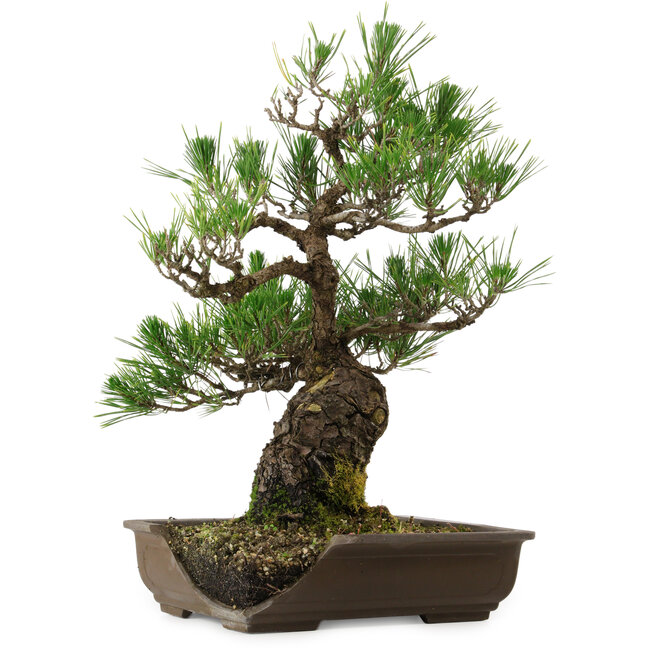 Pinus thunbergii, 48 cm, ca. 30 Jahre alt, mit einem Stammfuß von 12 cm, in einem zerbrochenen Topf