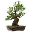 Pinus thunbergii, 48 cm, ± 30 años, con un nebari de 12 cm, en una maceta rota.