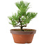 Pinus thunbergii, 31 cm, ± 15 anni