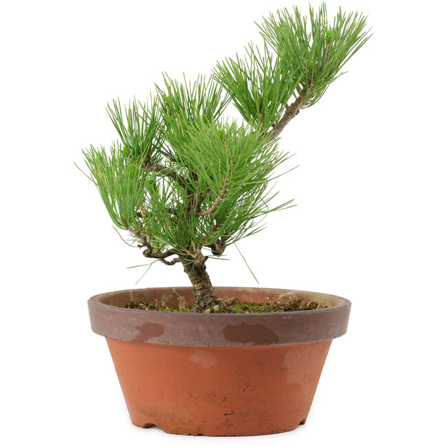 Pinus thunbergii, 31 cm, ± 15 años de edad
