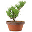 Pinus thunbergii, 31 cm, ± 15 anni