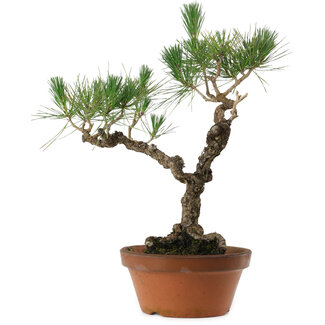 Pinus thunbergii, 50 cm, ± 20 Jahre alt