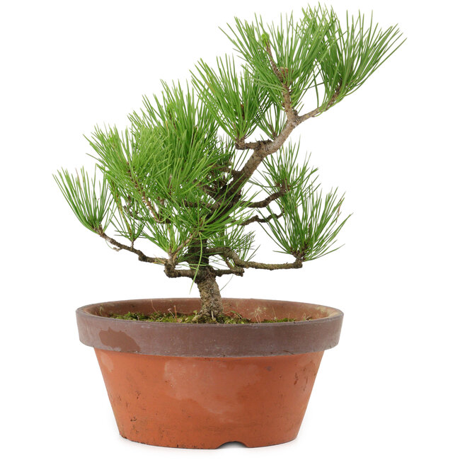 Pinus thunbergii, 31 cm, ± 15 Jahre alt