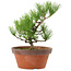 Pinus thunbergii, 31 cm, ± 15 Jahre alt
