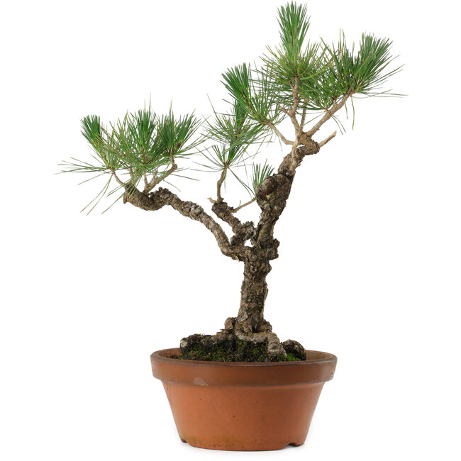 Pinus thunbergii, 50 cm, ± 20 anni, con nebari di 15 cm