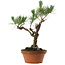 Pinus thunbergii, 50 cm, ± 20 años de edad, con un nebari de 15 cm.