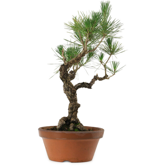 Pinus thunbergii, 50 cm, ± 20 anni, con nebari di 15 cm
