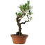 Pinus thunbergii, 50 cm, ± 20 years old, with a nebari of 15 cm