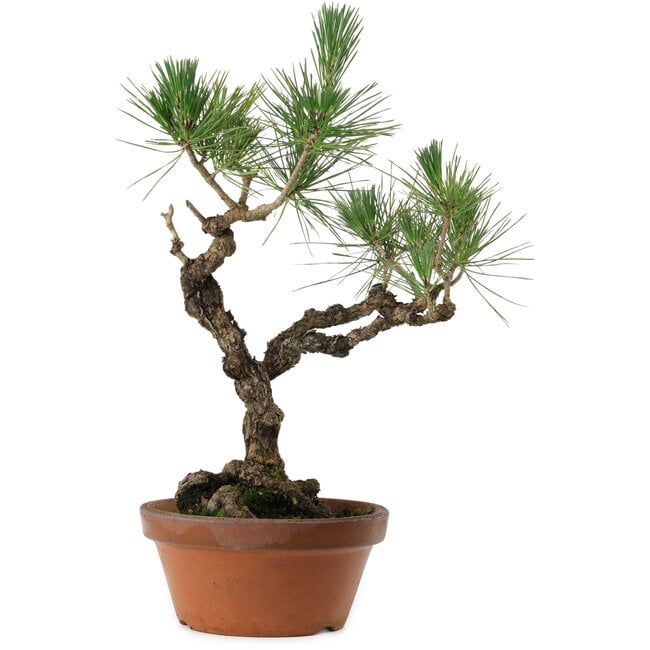 Pinus thunbergii, 50 cm, ± 20 anni, con nebari di 15 cm