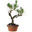 Pinus thunbergii, 50 cm, ± 20 años de edad, con un nebari de 15 cm.