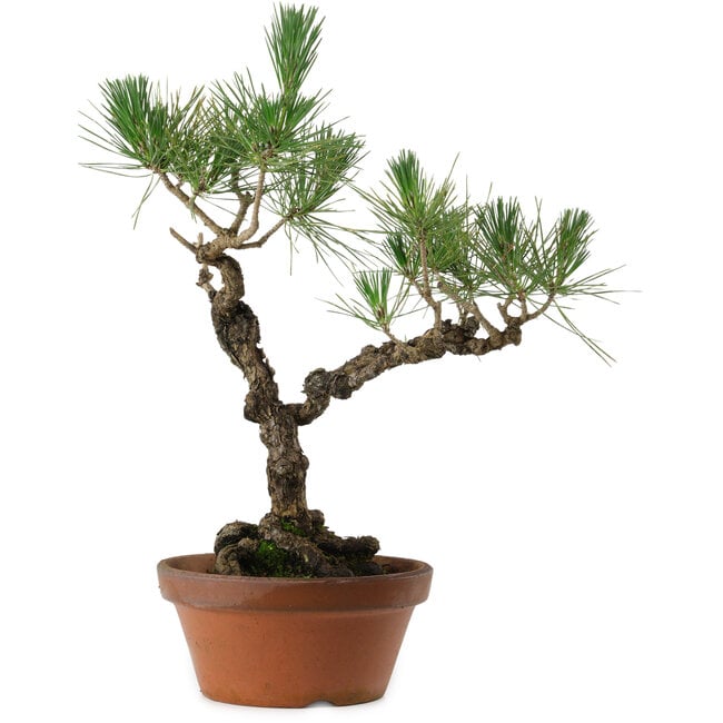 Pinus thunbergii, 50 cm, ± 20 anni, con nebari di 15 cm