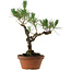 Pinus thunbergii, 50 cm, ± 20 años de edad, con un nebari de 15 cm.