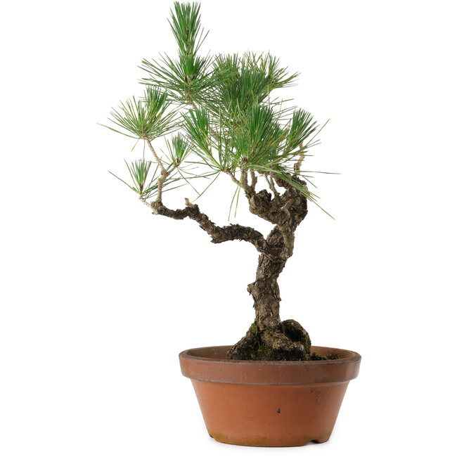 Pinus thunbergii, 50 cm, ± 20 anni, con nebari di 15 cm