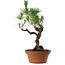 Pinus thunbergii, 50 cm, ± 20 years old, with a nebari of 15 cm