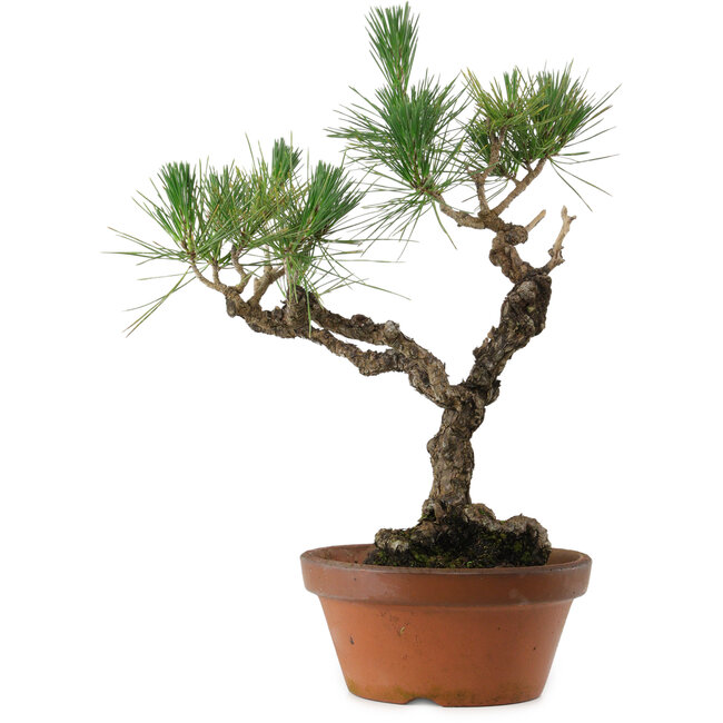 Pinus thunbergii, 50 cm, ± 20 anni, con nebari di 15 cm