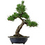 Pinus thunbergii, 52 cm, ± 25 años, con un nebari de 14 cm, en una maceta desconchada.